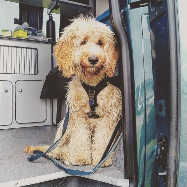 dog friendly campervan hire